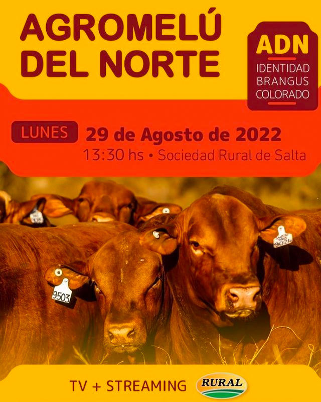 Agromelú del Norte Brangus Colorado, está en elcampo.com