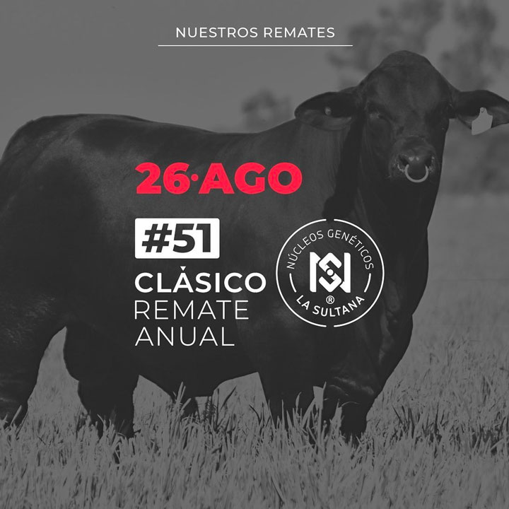 La Sultana Genética Brangus está en elcampo.com