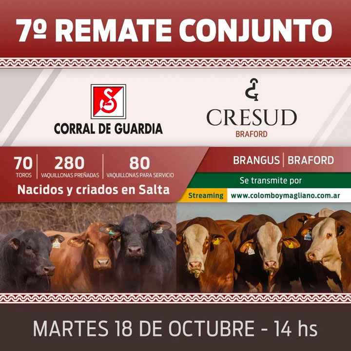 70 toros. 280 vaquillonas preñadas. 80 vaquillonas para servicio. Nacidos y criados en Salta. Brangus y Braford. Cresud Braford. Corral de Guardia Brangus.