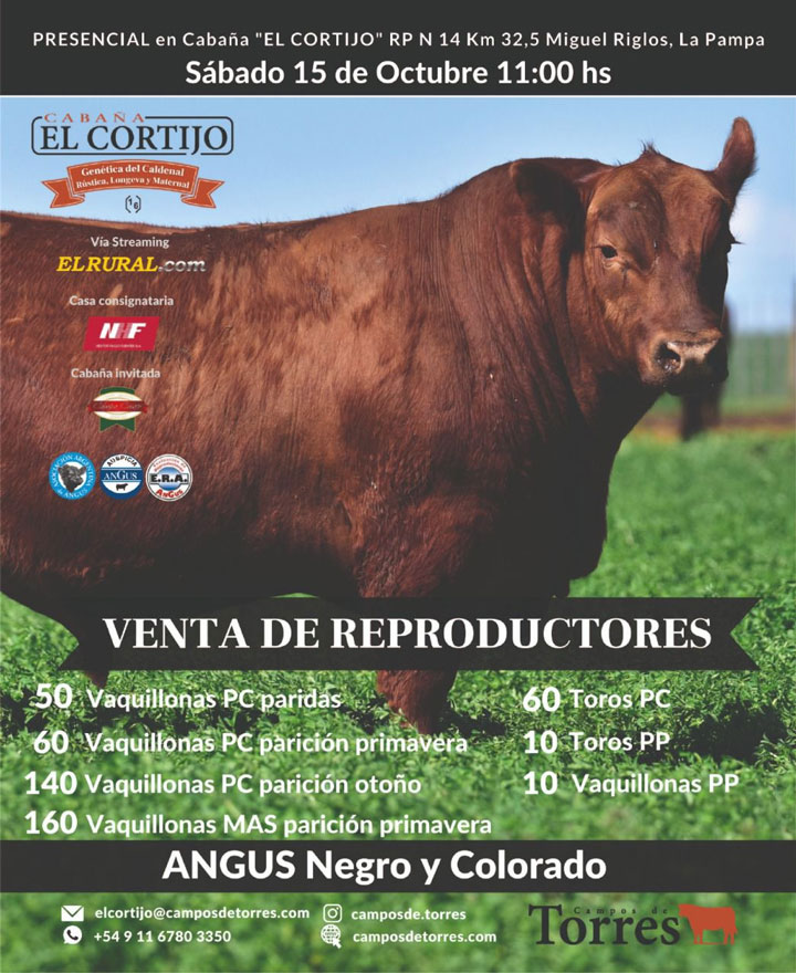 60 Toros PC, 10 Toros PP, 10 Vaquillonas PP, 250 Vaquillonas PC, 160 Vaquillonas MAS. En Cabaña El Cortijo, Miguel Riglos, La Pampa.