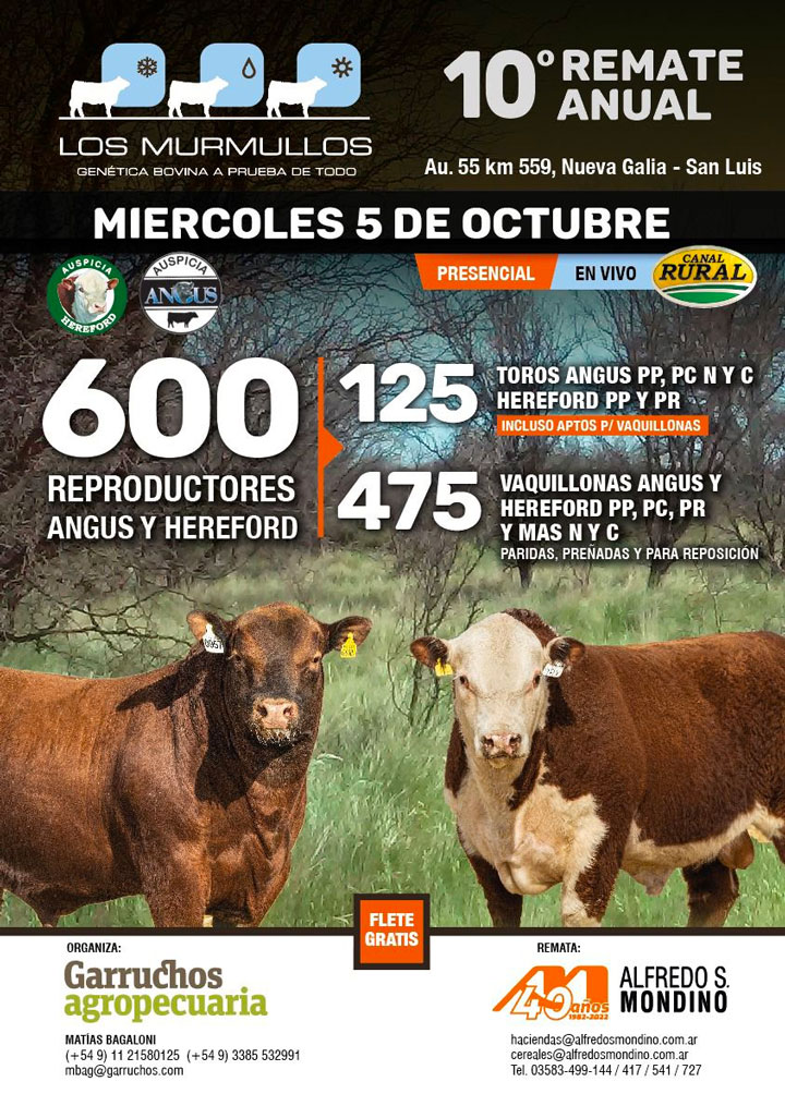 600 Reproductores Angus y Hereford: 125 Toros Angus PP, PC Negros y Colorados; Hereford PP y PR, incluso aptos para vaquillonas y 475 Vaquillonas Angus y Hereford PP, PC, PR y MAS Negras y Coloradas, paridas, preñadas y para reposición.